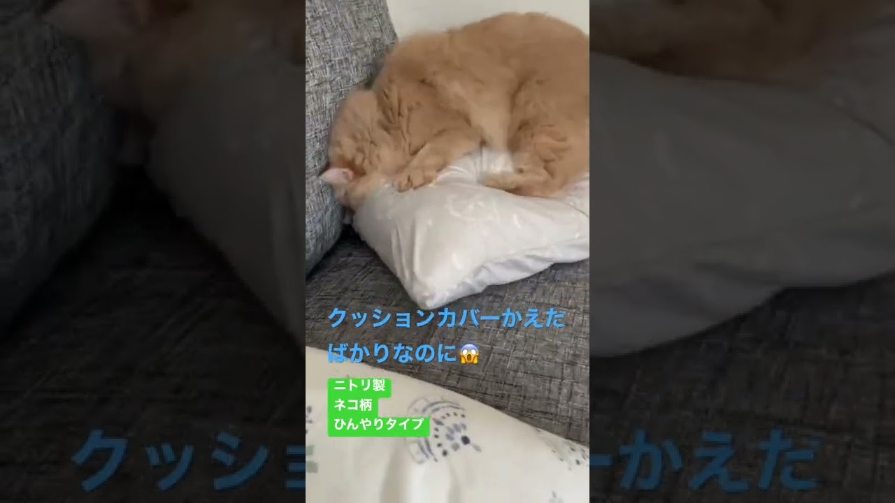 なんで❓#cat #かわいい #ねこ #おもしろ #ragamuffin #ラガマフィン
