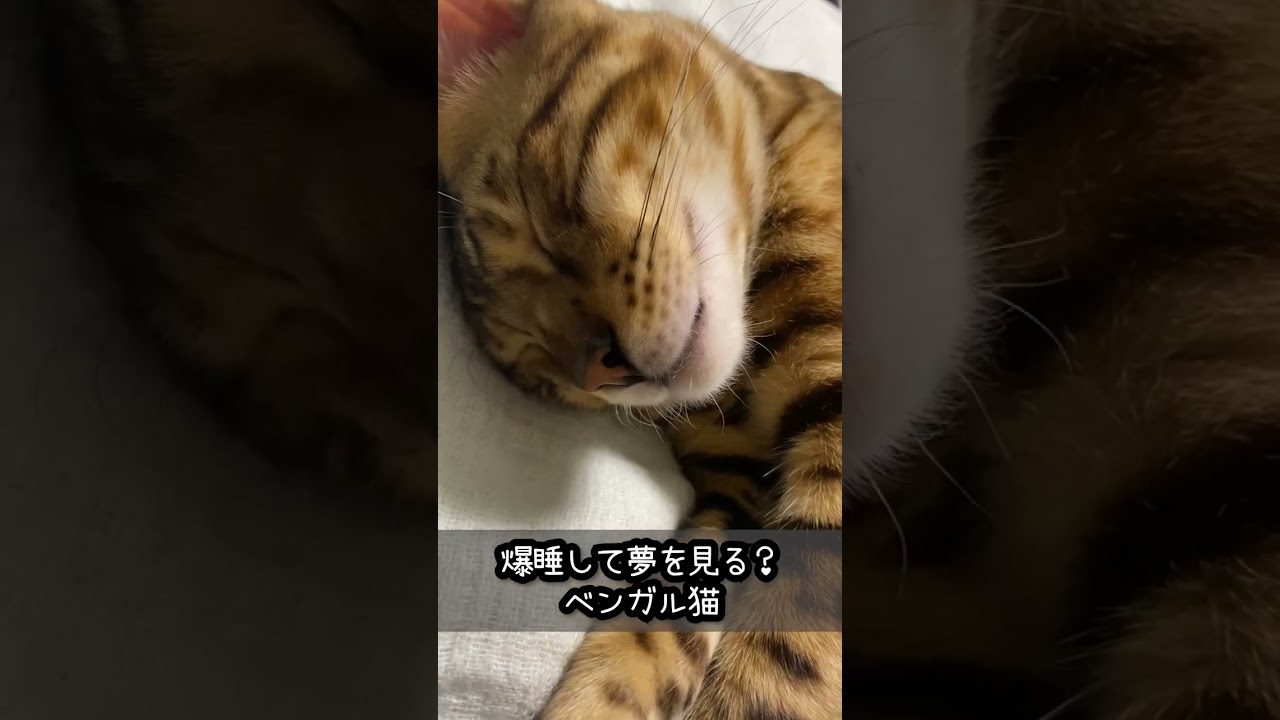 爆睡 して夢 を見るベンガル猫 #shorts