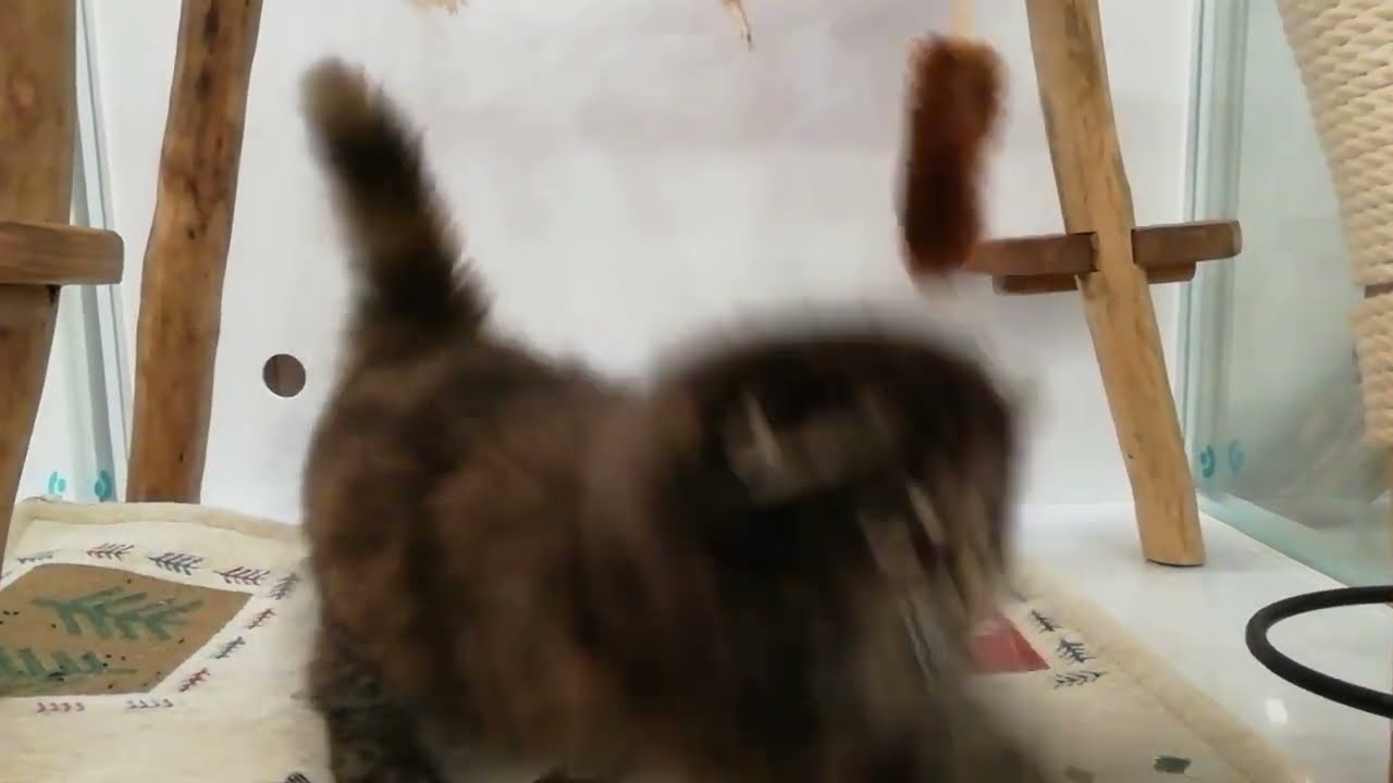 スコティッシュフォールド 女の子 2023/3/17生まれ