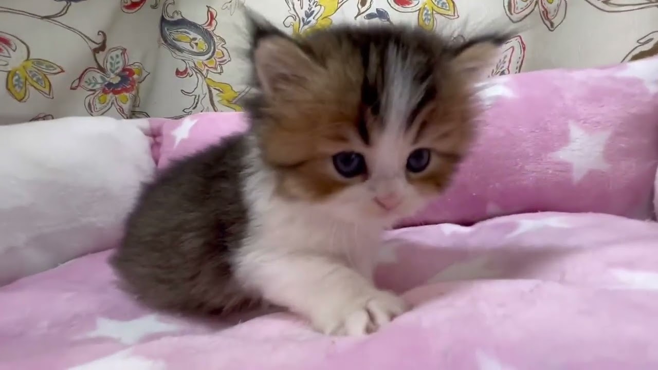 スコティッシュフォールド ✨もちもち　まんじゅうボーイ♪ ブラウンティックドタビー&ホワイト（ロングヘアー）