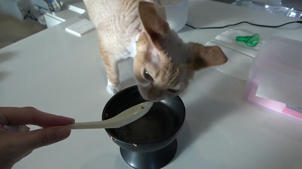 デボンレックス兄が尿石症になりました(Devon Rex cat has urolithiasis)