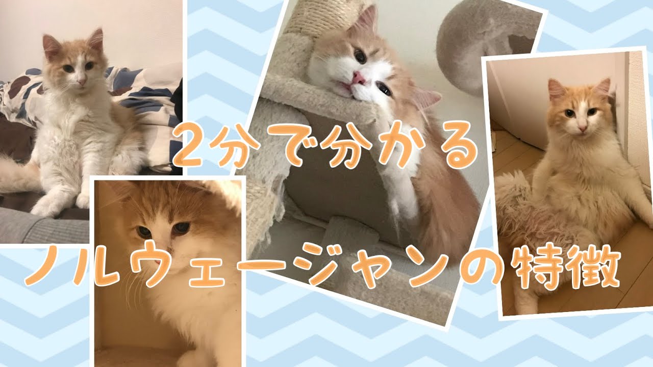 ノルウェージャンの特徴【ノルウェージャン】【アメリカンカール】【猫】