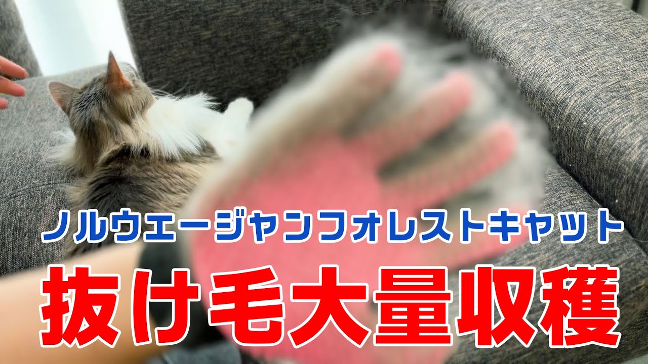 【ノルウェージャンフォレストキャット】春の抜け毛大量収穫祭