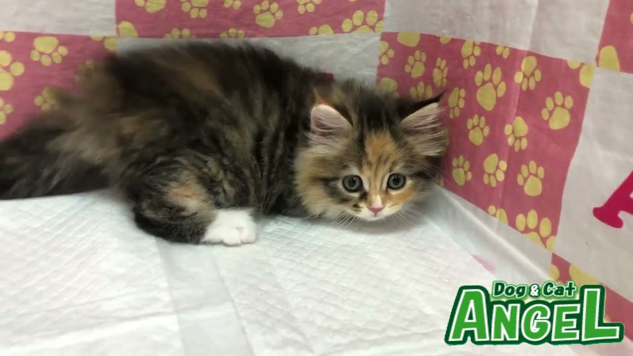 ラガマフィン 2305110 【ペットショップエンゼル　子犬・子猫販売】
