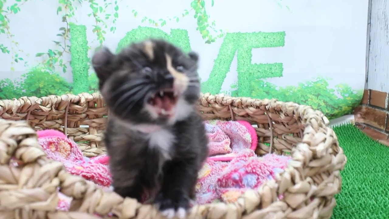 Coo&RIKU　No629185 アメリカンカール