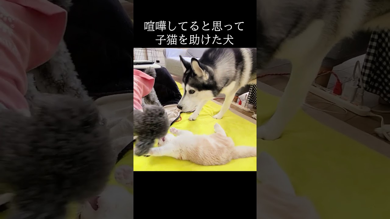 子猫を助けた犬がこちら #猫 #shorts