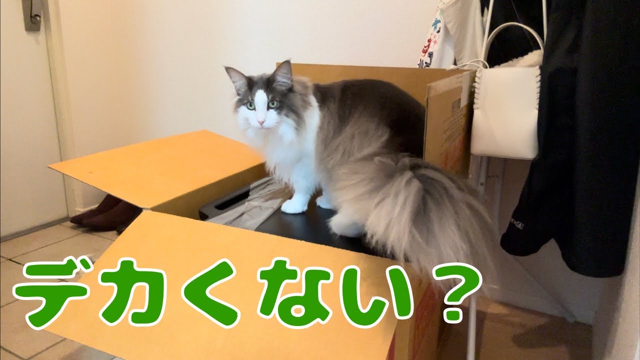 初めて見る大きなダンボールに興味津々な猫【メインクーン】