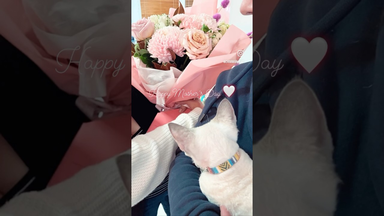 Celebrating Mother’s Day together 🧡😸 #kitten #devonrex #子猫 #デボンレックス #cat #shorts