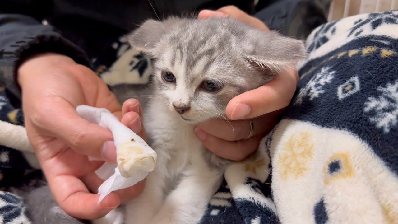 【謝罪】子猫の耳をとんでもない角度にしてしまいました。