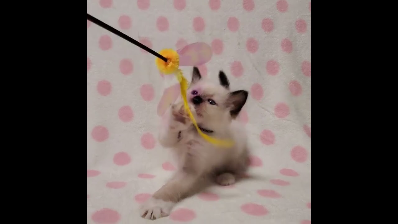 その他の猫種 【シールポイント】レア猫種のバーマン✨パパ♡CFAチャンピオン