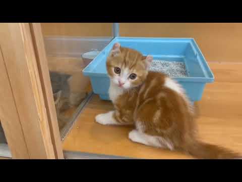 アメリカンカール