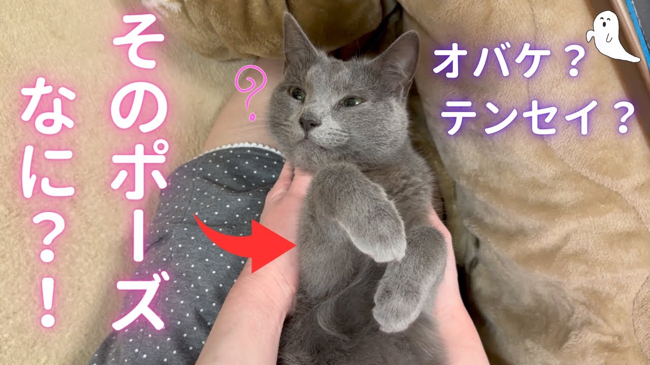 ママの膝で可愛いポーズする猫（ロシアンブルー）