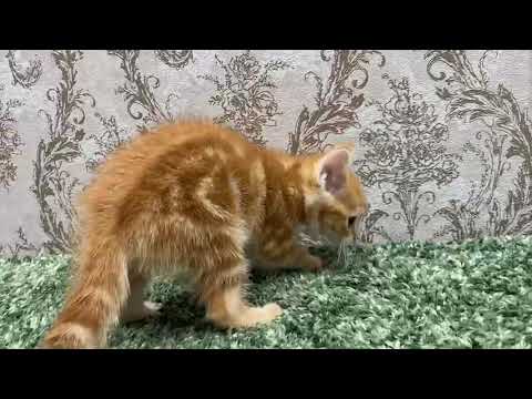 ペットショップcoo&riku No.626331　アメリカンショートヘアー