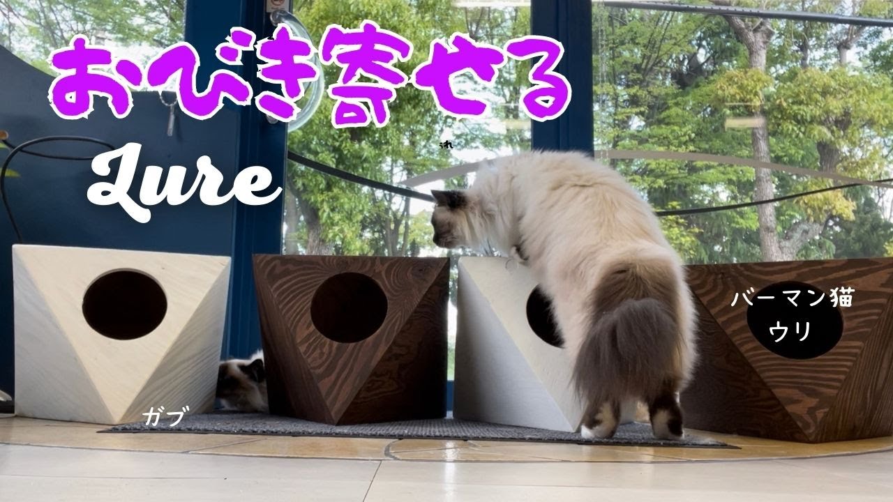 バーマン猫ラフとガブとミカとウリ【おびき寄せる】Lure（バーマン猫）Birman/Cats