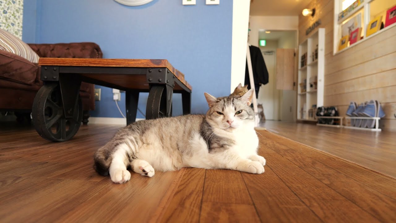 【マンチカンとアビシニアンとベンガル】ルナとアビィとリリ