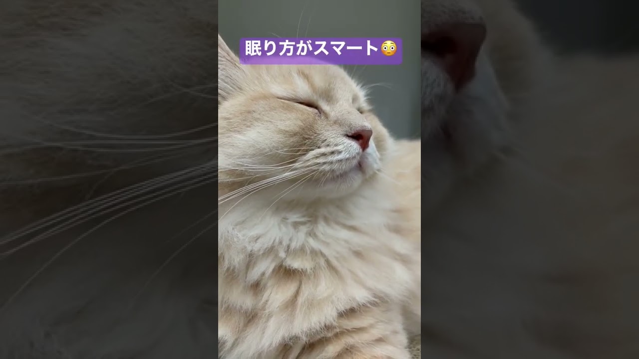 スマート#cat #ねこ #ragamuffin #ラガマフィン #かわいい #かっこいい