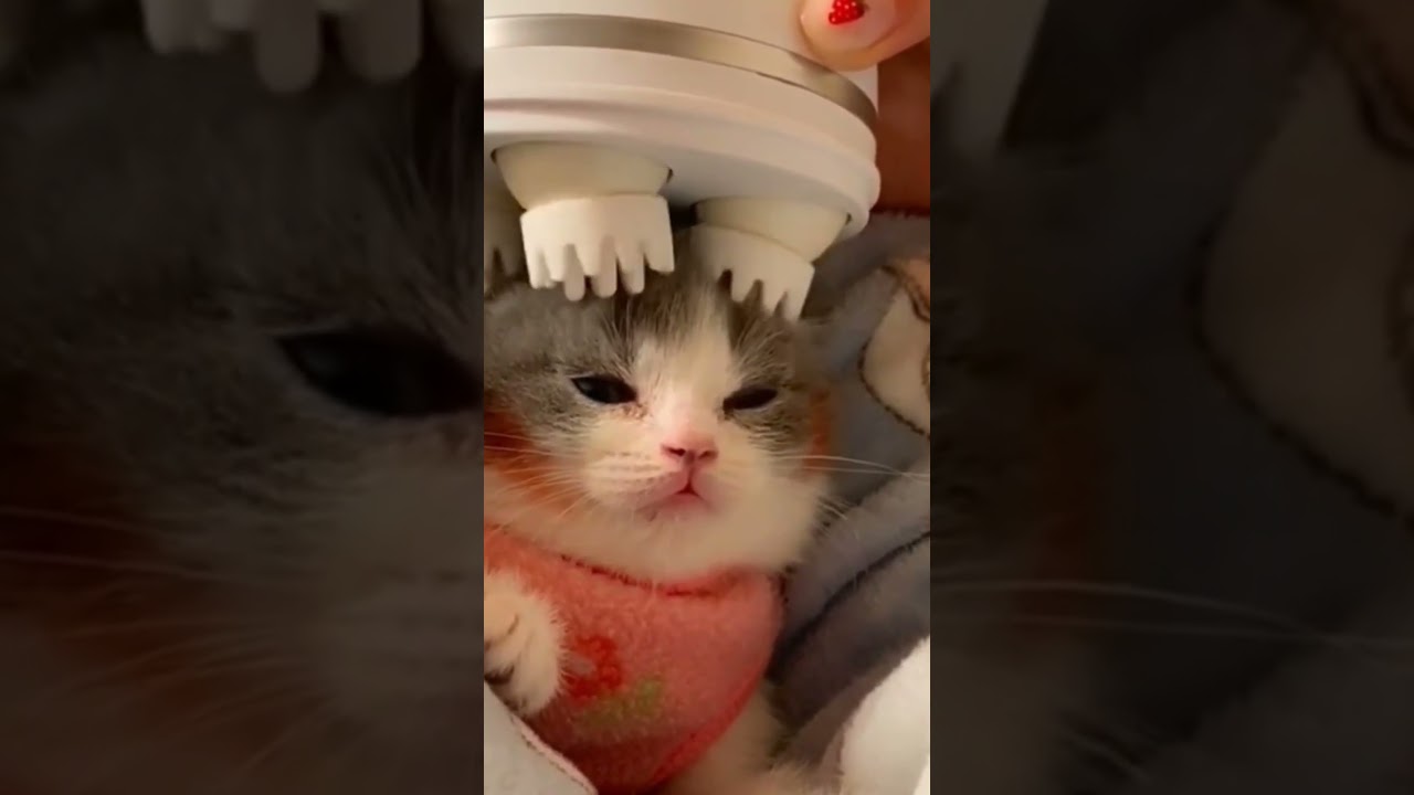 ヘッドスパねこ