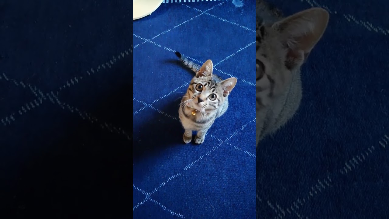 これを子猫にされると嬉しいw【 #猫 】【 #cat 】