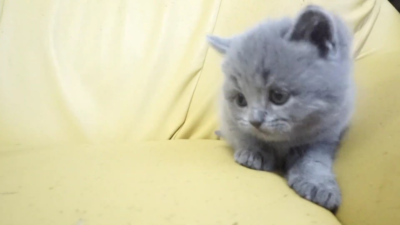 セルカークレックス子猫　2019.12.1産れ　ブルー　シーダキャット猫のお店