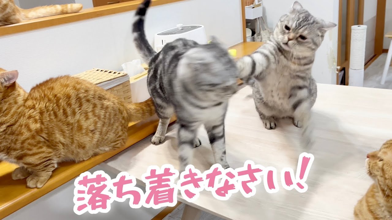 ポッポ夫人（猫）がいまだかつて見たことないレベルの綺麗なワンツーパンチをクロくんに決める！