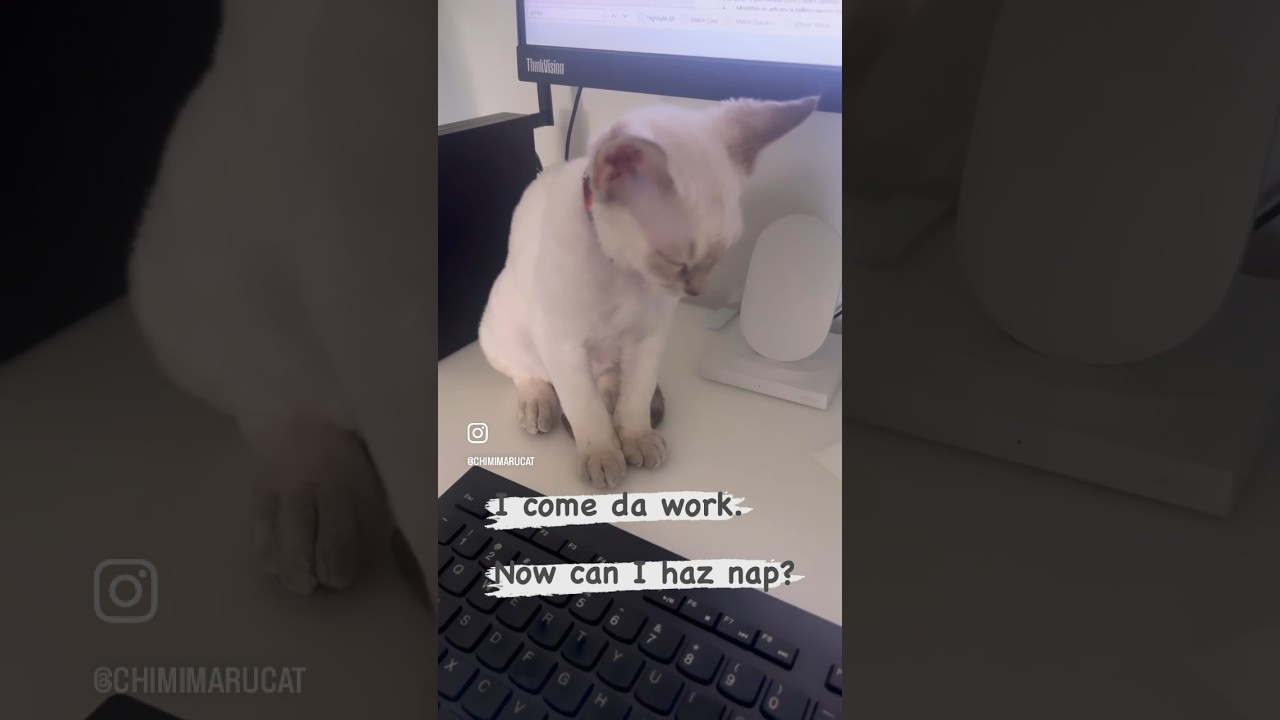 I’m so sleepy 💤#devonrex #kitten #sleepy #cat #shorts #デボンレックス #子猫