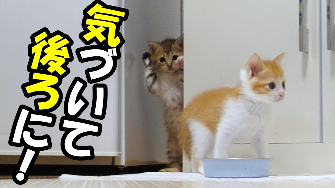 ふたりボッチの子　気づいて１後ろから飛びかかろうとする子猫がいるよ【赤ちゃん猫　保護猫】