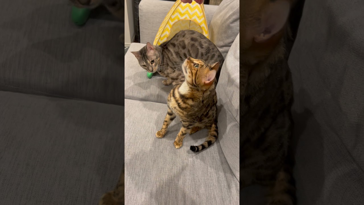 オス同士の猫のマウントってこんな感じ#shorts