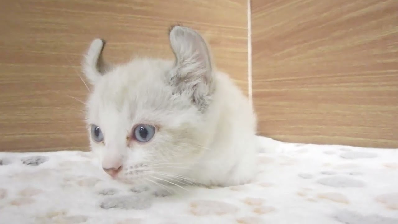 Coo&RIKU　No00594695 アメリカンカール