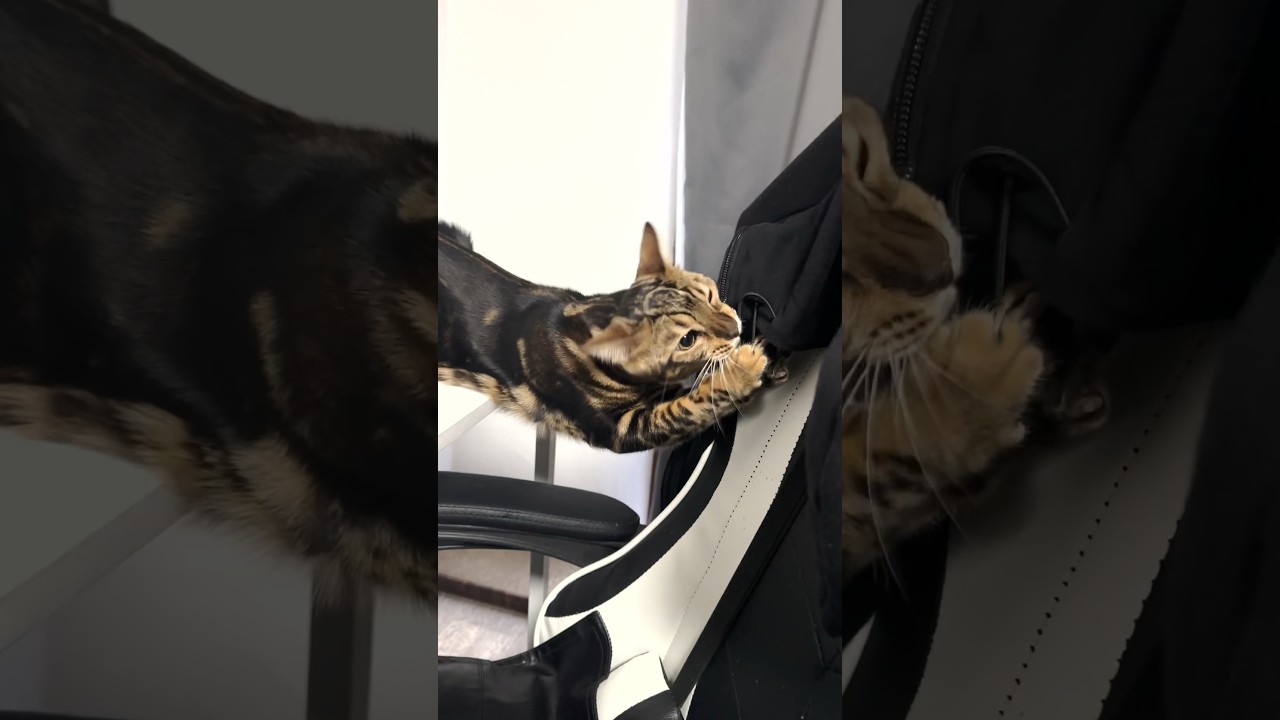 上着に八つ当たりする子猫 #shorts #猫 #ベンガル