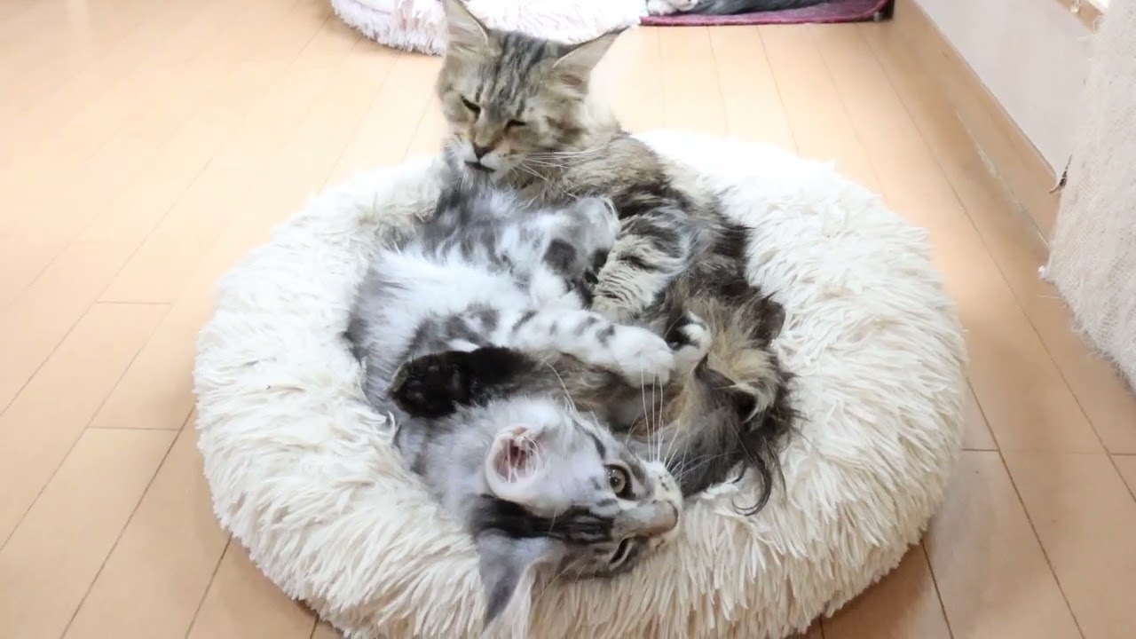 子猫が大好きメインクーンのサラフィナさん