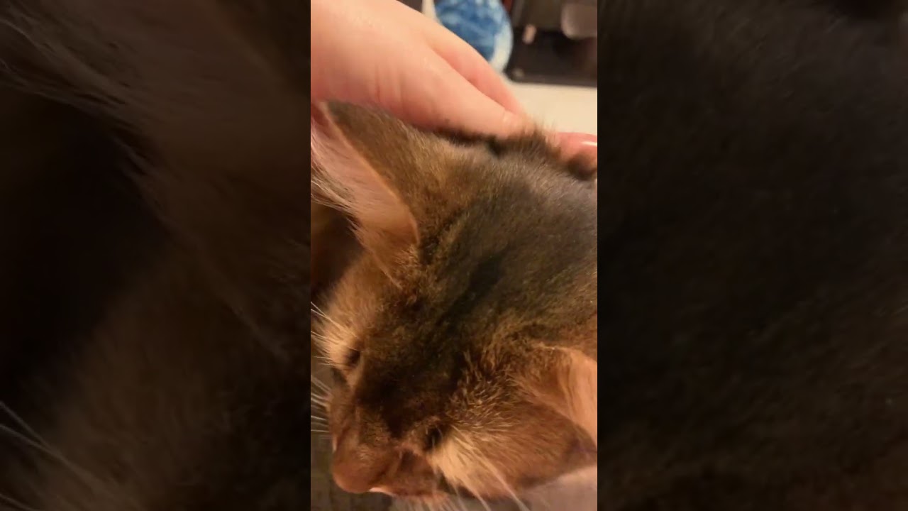 おいでと言ったら来て甘える猫 #ソマリ #いやしねこ #甘えん坊の猫