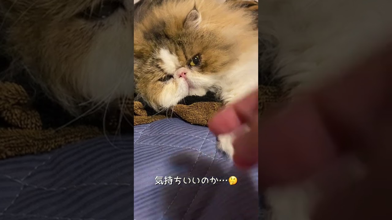 【ペルシャ猫】新しもの好きなてぃんさん🤔 #shorts