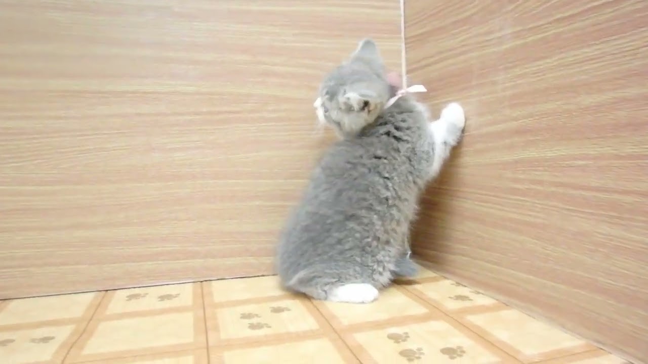 Coo&RIKU　No00621906 ブリティッシュショートヘアー