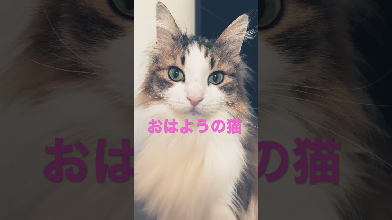 #cat #cats #ノルウェージャンフォレストキャット #shortsvideo #猫 #猫動画 #かわいい猫 #大型猫 #猫との暮らし #shorts