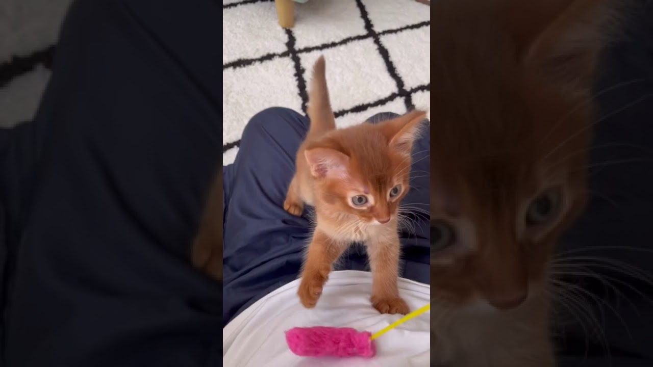 ソマリレッド太秋 生後47日/Somali kitten,47 days after birth