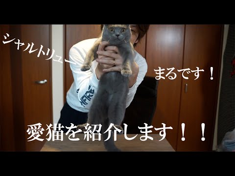 愛猫を紹介します！！シャルトリューのメス猫のまるちゃんを紹介します。