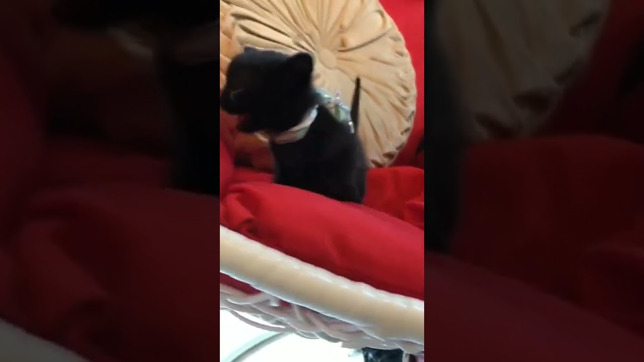 ボンベイ イケメン君です♪（ブラック）