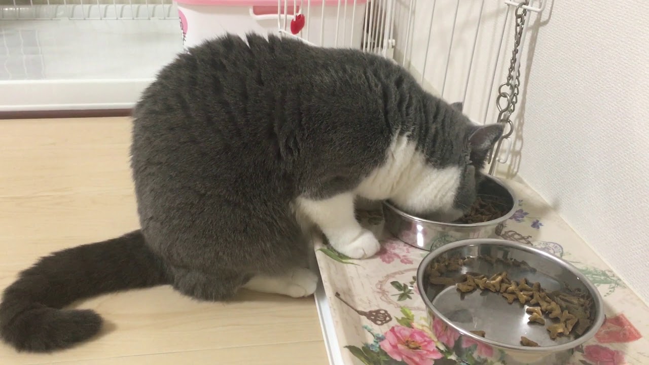 2017/08/27　セルカークレックスの梅子vol.267