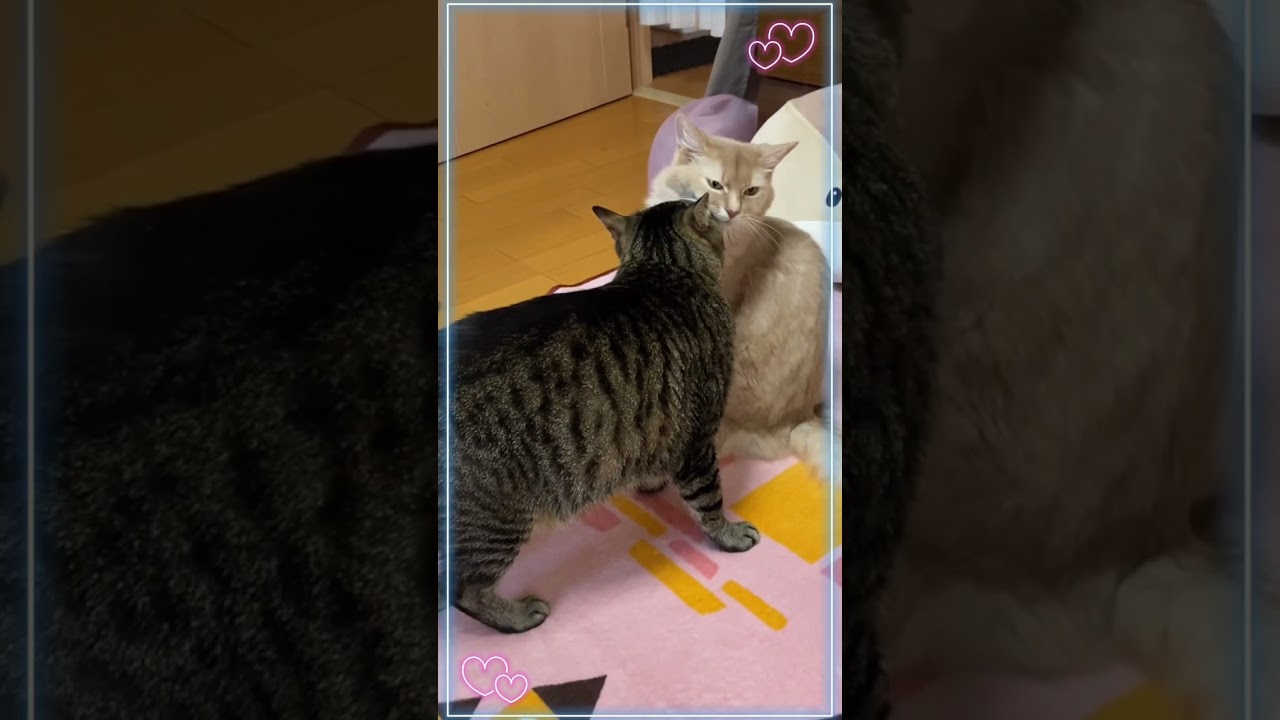 ちゅっ😽#shorts #ねこ #キジトラ#ソマリ#kiss