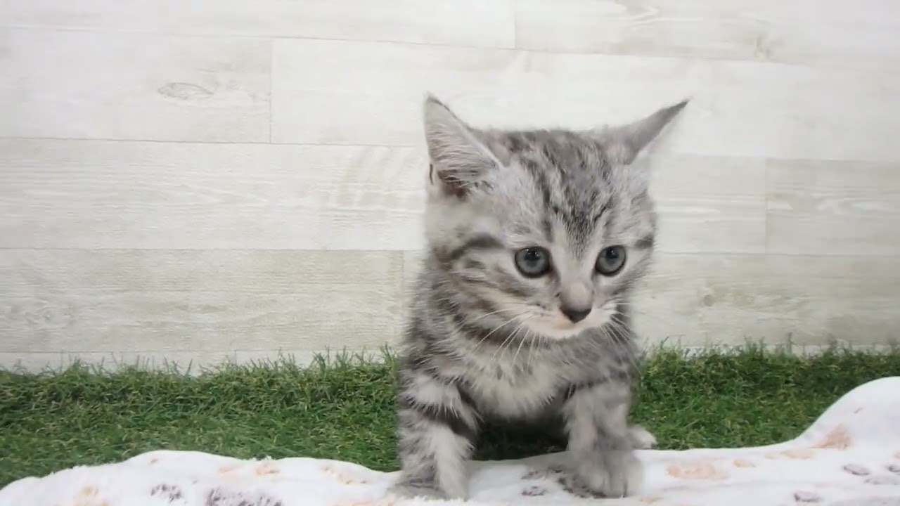 Coo&RIKU　No00632758 アメリカンショートヘアー