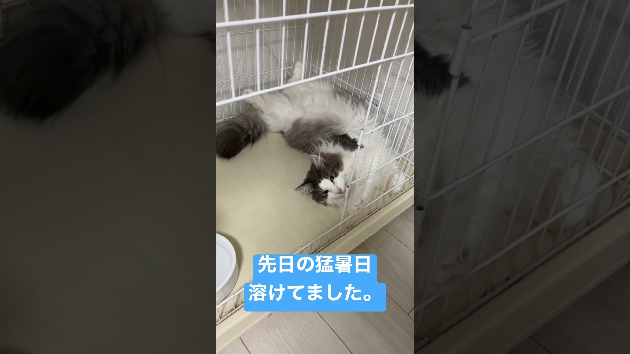 猛暑日に溶ける猫。【ノルウェージャンフォレストキャット】