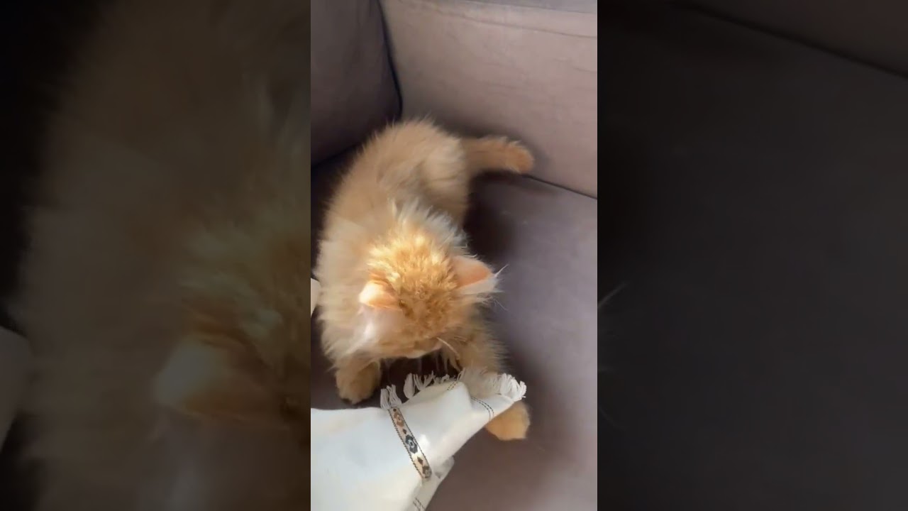 Cute brown cat playing #shorts #ytshorts #cat #browncat #persiancat #pussycat #animals