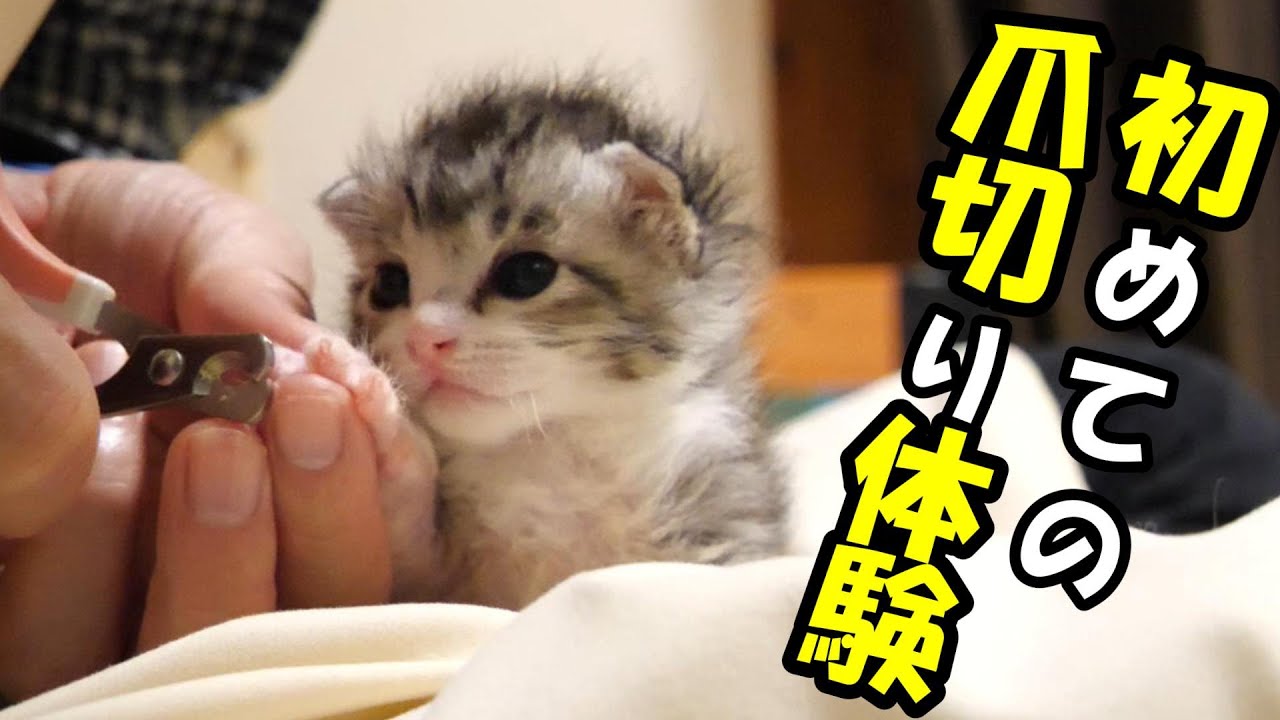 初めての爪切り体験のまんざらでもない子猫たち【赤ちゃん猫　保護猫】