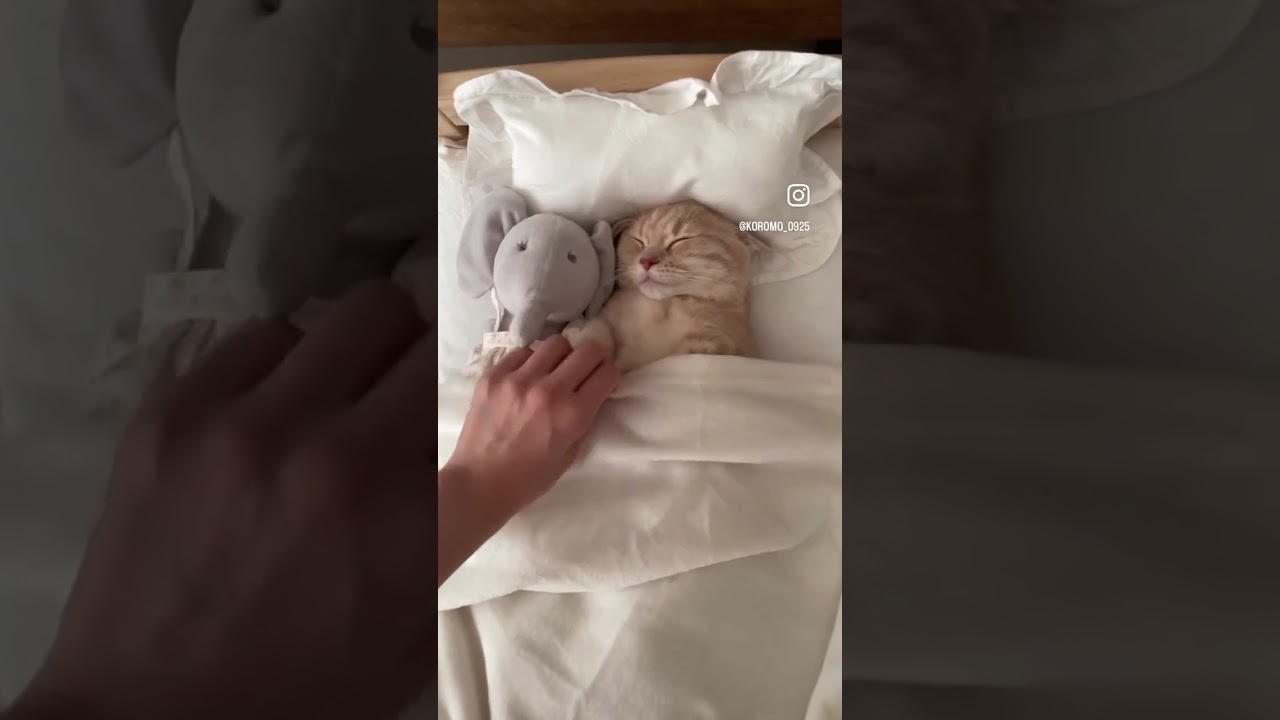 オレ、睡魔には勝てねぇ #マンチカン #猫