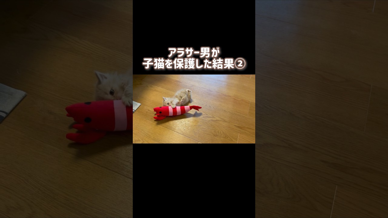 【衝撃】子猫を180cmのデカ男が保護した結果… #成長日記