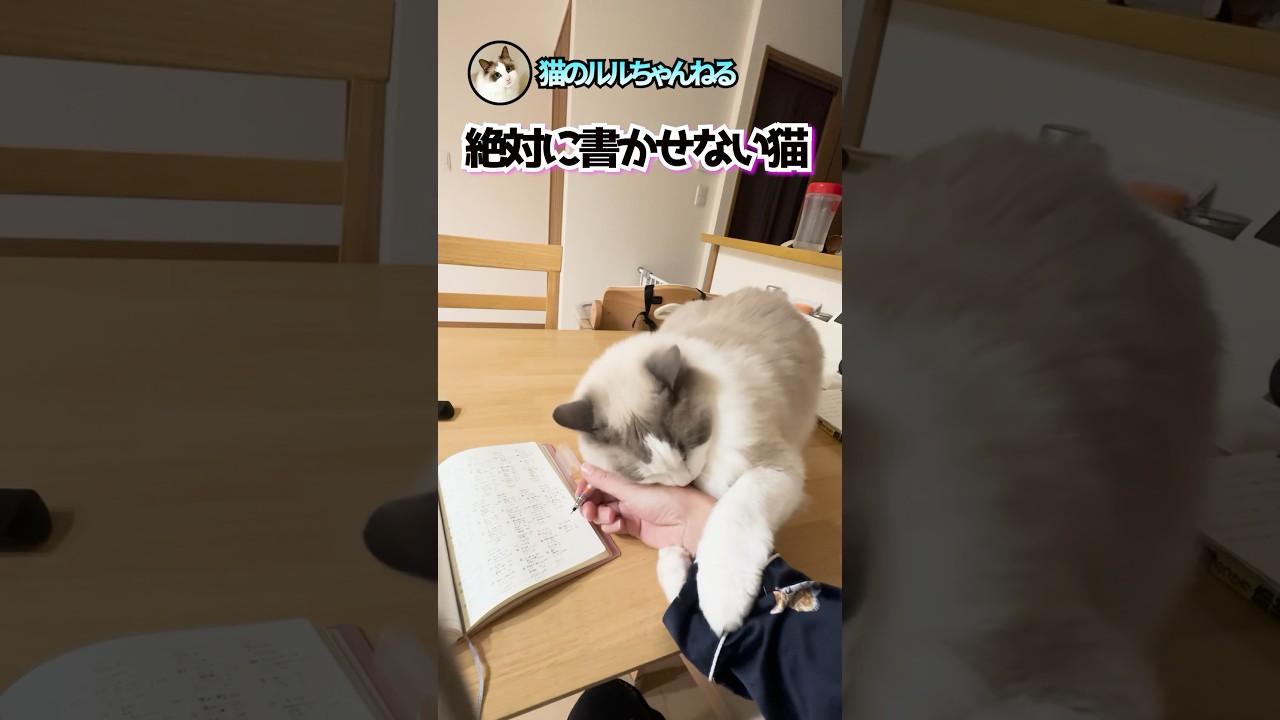手帳を書くときは大体こうなります #ラグドール #ragdoll #shorts