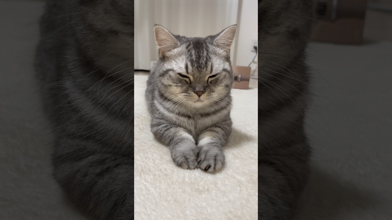 猫が眠たくなったらこんな風になるよ😽 #猫 #マンチカン #kitty #cat #kittycat #kitten #catlover #munchkincat #cute