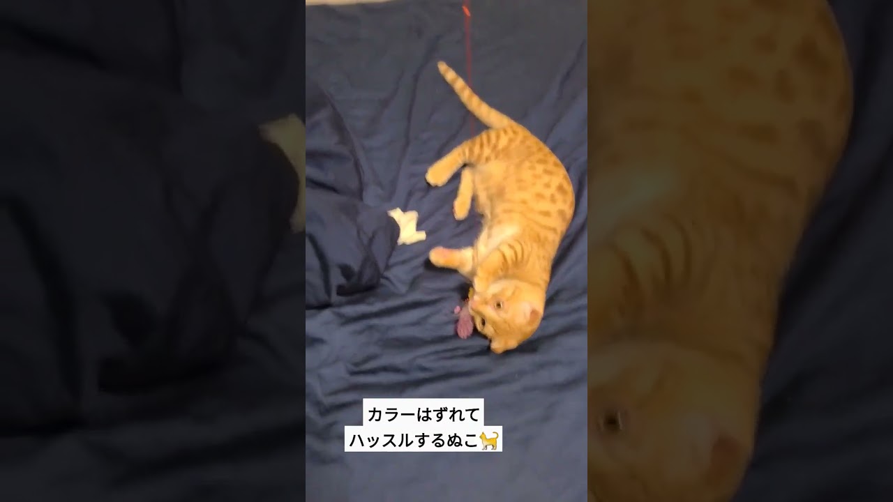 カラーはずれて開放感たっぷりのコモドン【コモドンの観察日記】 #キンカロー #子猫