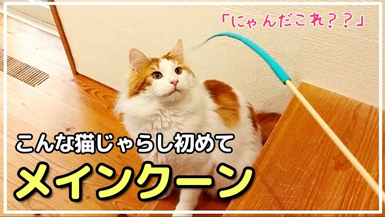 【おすすめ猫グッズ】新種の猫じゃらしに大興奮のメインクーン