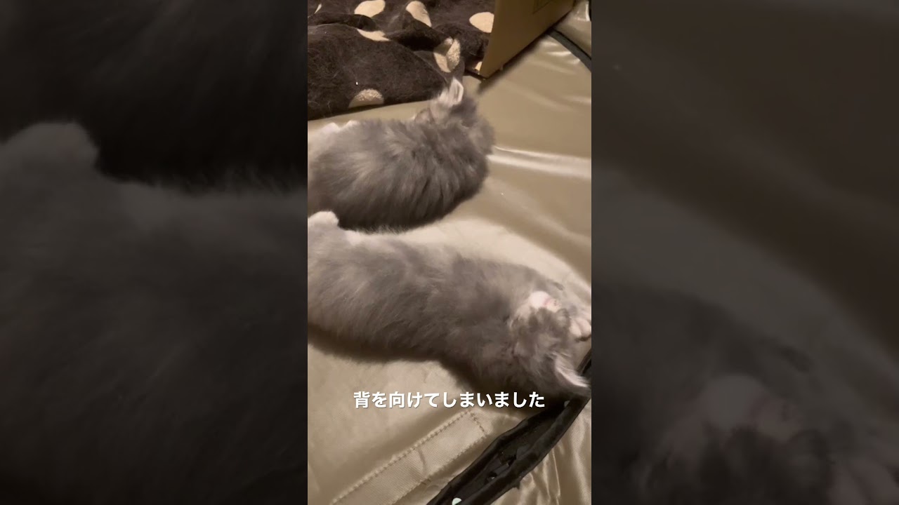 いつも幸せ赤ちゃん猫たち #猫のいる暮らし #ラガマフィン #猫赤ちゃん